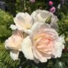 'Inger Forever'™ Rosa X 'Inger Forever'™ (Buketrose) A-Kvalitet,- Barrods Roser Min. 3 Grene