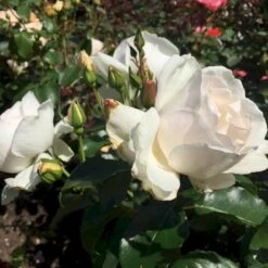 'Inger Forever'™ Rosa X 'Inger Forever'™ (Buketrose) A-Kvalitet,- Barrods Roser Min. 3 Grene -Sirius Butik p34757 51555 rosa x inger forever buketrose 7687