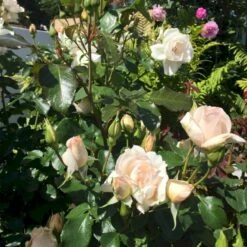 'Inger Forever'™ Rosa X 'Inger Forever'™ (Buketrose) A-Kvalitet,- Barrods Roser Min. 3 Grene -Sirius Butik p34757 51556 rosa x inger forever buketrose d3e5