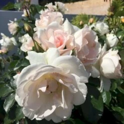 'Inger Forever'™ Rosa X 'Inger Forever'™ (Buketrose) A-Kvalitet,- Barrods Roser Min. 3 Grene -Sirius Butik p34757 51557 rosa x inger forever buketrose 536a