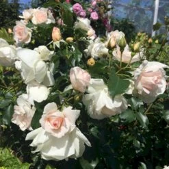 'Inger Forever'™ Rosa X 'Inger Forever'™ (Buketrose) A-Kvalitet,- Barrods Roser Min. 3 Grene -Sirius Butik p34757 51558 rosa x inger forever buketrose 0fed