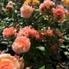 'Prins Henrik’™ Rosa X 'Prins Henrik'™ (Buketrose) A-Kvalitet,- Barrods Roser Min. 3 Grene