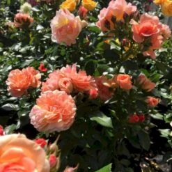 'Prins Henrik’™ Rosa X 'Prins Henrik'™ (Buketrose) A-Kvalitet,- Barrods Roser Min. 3 Grene