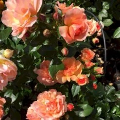 'Prins Henrik’™ Rosa X 'Prins Henrik'™ (Buketrose) A-Kvalitet,- Barrods Roser Min. 3 Grene 7 'Prins Henrik’™ Rosa X 'Prins Henrik'™ (Buketrose) A-Kvalitet,- Barrods Roser Min. 3 Grene -Sirius Butik p34758 51662 rosa prins henrik buketrose 4359