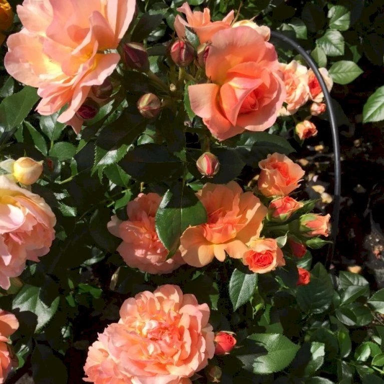 'Prins Henrik’™ Rosa X 'Prins Henrik'™ (Buketrose) A-Kvalitet,- Barrods Roser Min. 3 Grene 3 'Prins Henrik’™ Rosa X 'Prins Henrik'™ (Buketrose) A-Kvalitet,- Barrods Roser Min. 3 Grene - Billede 3