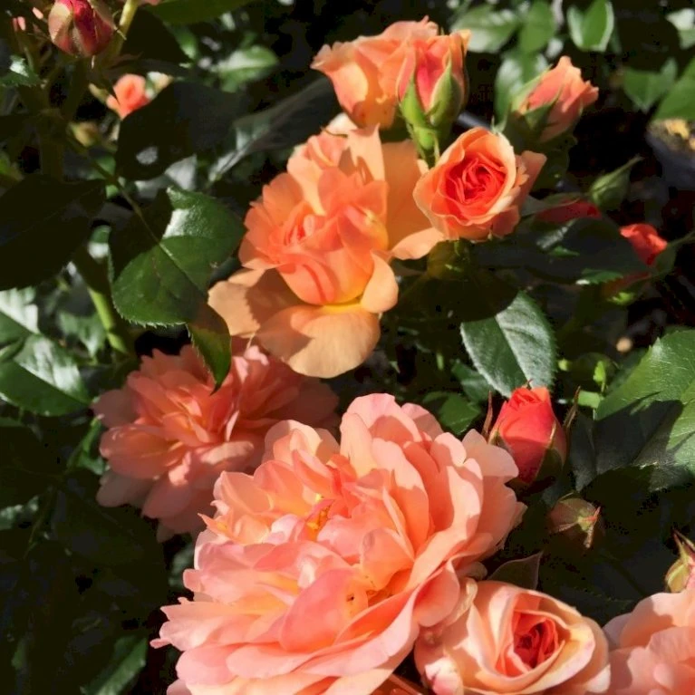 'Prins Henrik’™ Rosa X 'Prins Henrik'™ (Buketrose) A-Kvalitet,- Barrods Roser Min. 3 Grene 4 'Prins Henrik’™ Rosa X 'Prins Henrik'™ (Buketrose) A-Kvalitet,- Barrods Roser Min. 3 Grene - Billede 4