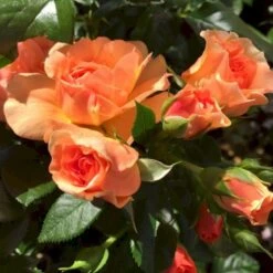 'Prins Henrik’™ Rosa X 'Prins Henrik'™ (Buketrose) A-Kvalitet,- Barrods Roser Min. 3 Grene 9 'Prins Henrik’™ Rosa X 'Prins Henrik'™ (Buketrose) A-Kvalitet,- Barrods Roser Min. 3 Grene -Sirius Butik p34758 51664 rosa prins henrik buketrose c856