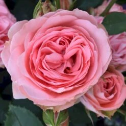 'What A Wonderful World'™ Rosa X 'What A Wonderful World'™ (Buketrose) A-Kvalitet,- Barrods Roser Min. 3 Grene -Sirius Butik p34759 51679 rosa x what a wonderful world buketrose 9ab3