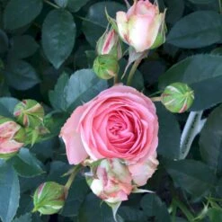 'What A Wonderful World'™ Rosa X 'What A Wonderful World'™ (Buketrose) A-Kvalitet,- Barrods Roser Min. 3 Grene -Sirius Butik p34759 51680 rosa x what a wonderful world buketrose 1262
