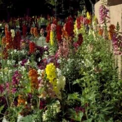 Løvemund Mix Øko Antirrhinum Majus Frøpose, Antal Pr. Pakke, Ca. 20 Stk. -Sirius Butik p34769 54703 antirrhinum majus b7a6