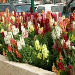 Løvemund Mix Øko Antirrhinum Majus Frøpose, Antal Pr. Pakke, Ca. 20 Stk. -Sirius Butik p34769 54704 antirrhinum majus ca6b