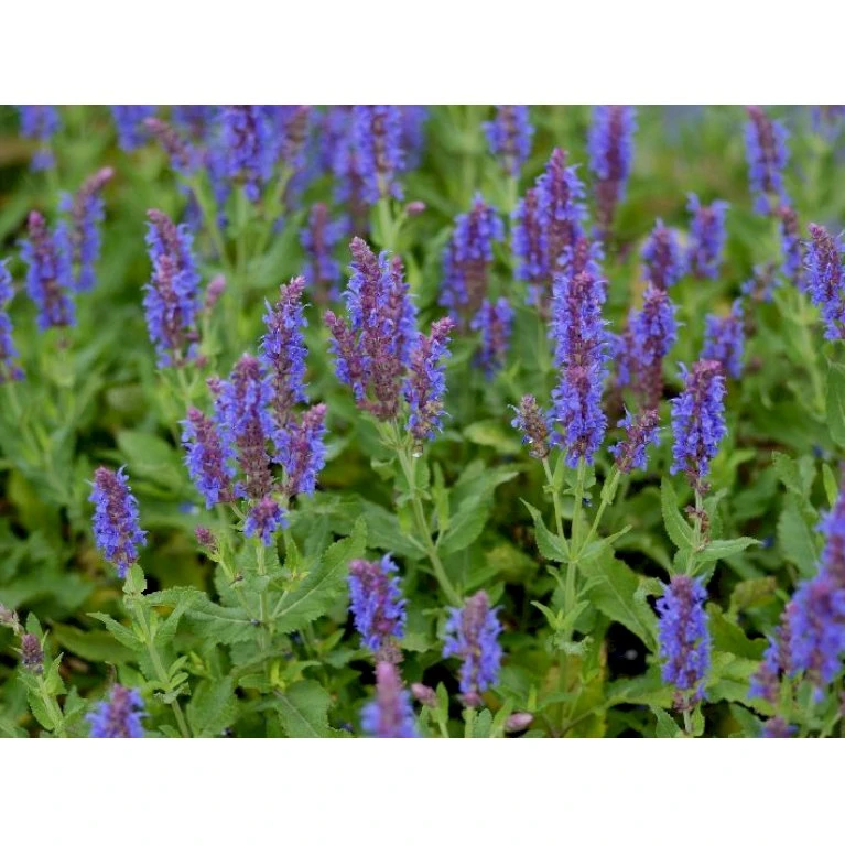 Staude-Salvie 'Blauhügel' Salvia Nemorosa 'Blauhügel' 1 Liter Potte 1 Staude-Salvie 'Blauhügel' Salvia Nemorosa 'Blauhügel' 1 Liter Potte