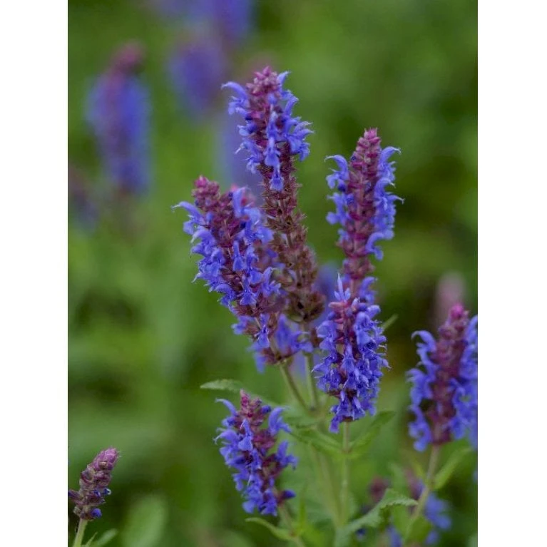 Staude-Salvie 'Blauhügel' Salvia Nemorosa 'Blauhügel' 1 Liter Potte 3 Staude-Salvie 'Blauhügel' Salvia Nemorosa 'Blauhügel' 1 Liter Potte - Billede 3
