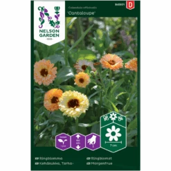 Morgenfrue 'Cantaloupe' Calendula Officinalis 'Cantaloupe'