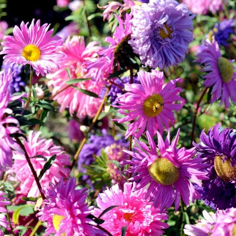 Sommerasters Dobbelt Mix Øko Callistephus Chinensis Double Mix Frøpose, Antal Pr. Pakke, Ca. 12 Stk. 2 Sommerasters Dobbelt Mix Øko Callistephus Chinensis Double Mix Frøpose, Antal Pr. Pakke, Ca. 12 Stk. - Billede 2