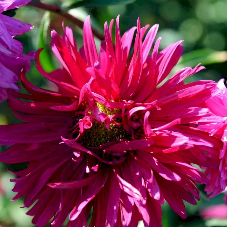 Sommerasters Dobbelt Mix Øko Callistephus Chinensis Double Mix Frøpose, Antal Pr. Pakke, Ca. 12 Stk. 3 Sommerasters Dobbelt Mix Øko Callistephus Chinensis Double Mix Frøpose, Antal Pr. Pakke, Ca. 12 Stk. - Billede 3