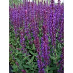 Staude-Salvie 'Caradonna' Salvia Nemorosa 'Caradonna' 1 Liter Potte 9 Staude-Salvie 'Caradonna' Salvia Nemorosa 'Caradonna' 1 Liter Potte -Sirius Butik p3477 36400 salvia nemorosa caradonna d530