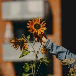 Solsikke 'Velvet Queen' Øko Helianthus Annuus 'Velvet Queen' Frøpose, Antal Pr. Pakke, Ca. 20 Stk. -Sirius Butik p34784 54715 helianthus annuus velvet queen 912f