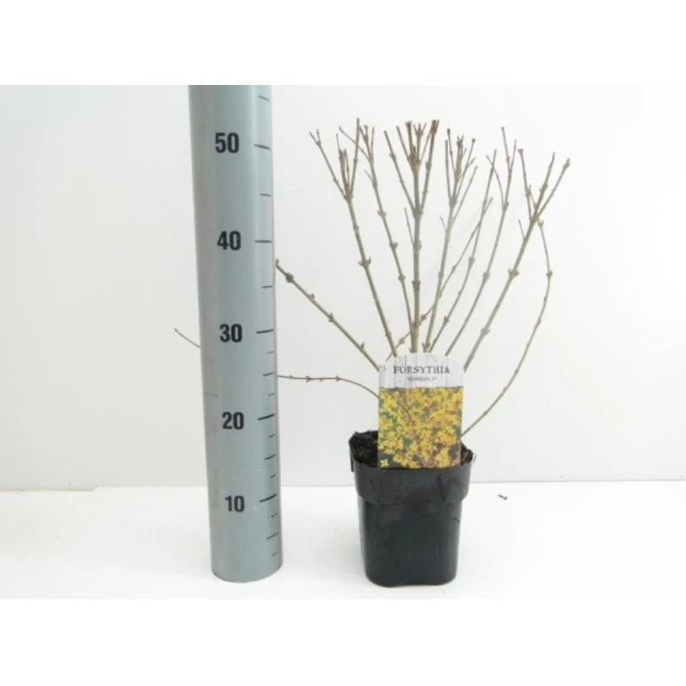 Forsythia 'Minigold' Forsythia Intermedia 'Minigold' Potte 2,0 Liter,- 40-60 Cm. 1 Forsythia 'Minigold' Forsythia Intermedia 'Minigold' Potte 2,0 Liter,- 40-60 Cm.