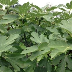 Figen 'Brown Turkey' Ficus Carica 'Brown Turkey' 5 Liter Potte -Sirius Butik p34890 50587 ficus carica brown turkey 6760