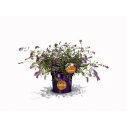 Sommerfuglebusk 'Summer Lounge' ® Lilla Buddleja 'Summer Lounge' ® Lilla 2 Liter Potte -Sirius Butik p35015 35308 buddleja summer lounge lilla d481