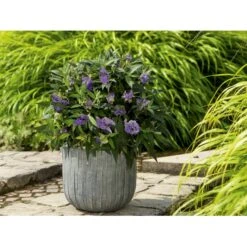 Sommerfuglebusk 'Summer Lounge' ® Lilla Buddleja 'Summer Lounge' ® Lilla 2 Liter Potte -Sirius Butik p35015 35309 buddleja summer lounge lilla a266