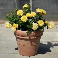 'Viborg'™ Rosa X 'Viborg'™ (Slotsrose) A-Kvalitet,- Barrods Roser Min. 3 Grene -Sirius Butik p350 51878 rosa x viborg slotsrose 0a38