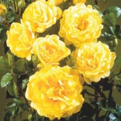 'Viborg'™ Rosa X 'Viborg'™ (Slotsrose) A-Kvalitet,- Barrods Roser Min. 3 Grene -Sirius Butik p350 51880 rosa x viborg slotsrose 24f1