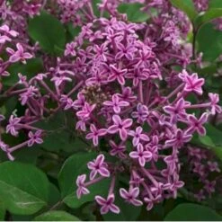 Dværgsyren 'Bloomerang Dark Purple' Syringa Microphylla 'Bloomerang Dark Purple' Opstammet 120 Cm. 7,5 Liter Potte -Sirius Butik p35136 41220 syringa microphylla bloomerang dark purple b3a6