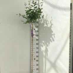 Dværgsyren 'Bloomerang Dark Purple' Syringa Microphylla 'Bloomerang Dark Purple' Opstammet 120 Cm. 7,5 Liter Potte