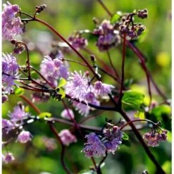 Akeleje Frøstjerne 'Black Stockings' Thalictrum 'Black Stockings' 1 Liter Potte -Sirius Butik p35155 38702 thalictrum black stockings f7a5