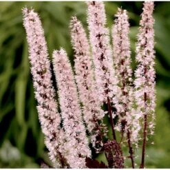 Sølvlys Actaea Simplex 'Pink Spike' 1 Liter Potte