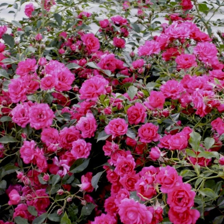 'Viking'® Rosa X 'Viking'® (Bunddækkerose) A-Kvalitet,- Barrods Roser Min. 3 Grene 1 'Viking'® Rosa X 'Viking'® (Bunddækkerose) A-Kvalitet,- Barrods Roser Min. 3 Grene