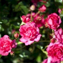 'Viking'® Rosa X 'Viking'® (Bunddækkerose) A-Kvalitet,- Barrods Roser Min. 3 Grene 10 'Viking'® Rosa X 'Viking'® (Bunddækkerose) A-Kvalitet,- Barrods Roser Min. 3 Grene -Sirius Butik p351 51743 rosa x viking bunddaekkerose ccc4