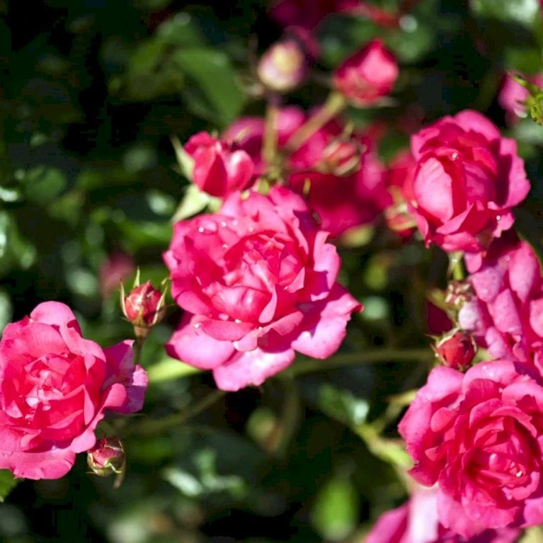 'Viking'® Rosa X 'Viking'® (Bunddækkerose) A-Kvalitet,- Barrods Roser Min. 3 Grene 3 'Viking'® Rosa X 'Viking'® (Bunddækkerose) A-Kvalitet,- Barrods Roser Min. 3 Grene - Billede 3