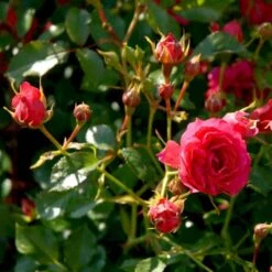 'Viking'® Rosa X 'Viking'® (Bunddækkerose) A-Kvalitet,- Barrods Roser Min. 3 Grene 11 'Viking'® Rosa X 'Viking'® (Bunddækkerose) A-Kvalitet,- Barrods Roser Min. 3 Grene -Sirius Butik p351 51744 rosa x viking bunddaekkerose 1b2c
