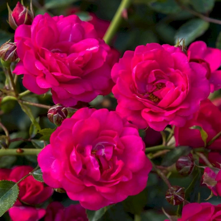 'Viking'® Rosa X 'Viking'® (Bunddækkerose) A-Kvalitet,- Barrods Roser Min. 3 Grene 5 'Viking'® Rosa X 'Viking'® (Bunddækkerose) A-Kvalitet,- Barrods Roser Min. 3 Grene - Billede 5