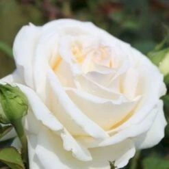 'Ambiente'® Rosa X 'Ambiente'® (Storblomstrende) A-Kvalitet,- Barrods Roser Min. 3 Grene -Sirius Butik p35299 53316 rosa x ambiente storblomstrende e300