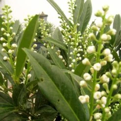 Kirsebærlaurbær 'Otto Luyken' Prunus Laurocerasus 'Otto Luyken' Potte 3,5 Liter 20-30 Cm.