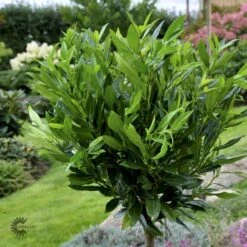 Kirsebærlaurbær 'Otto Luyken' Prunus Laurocerasus 'Otto Luyken' Potte 3,5 Liter 20-30 Cm. -Sirius Butik p3529 47487 prunus laurocerasus otto luyken 50a4