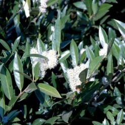 Kirsebærlaurbær 'Otto Luyken' Prunus Laurocerasus 'Otto Luyken' Potte 3,5 Liter 20-30 Cm. -Sirius Butik p3529 47488 prunus laurocerasus otto luyken 99b8
