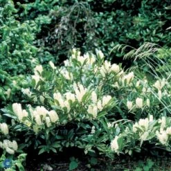 Kirsebærlaurbær 'Otto Luyken' Prunus Laurocerasus 'Otto Luyken' Potte 3,5 Liter 20-30 Cm. -Sirius Butik p3529 47489 prunus laurocerasus otto luyken 4a13