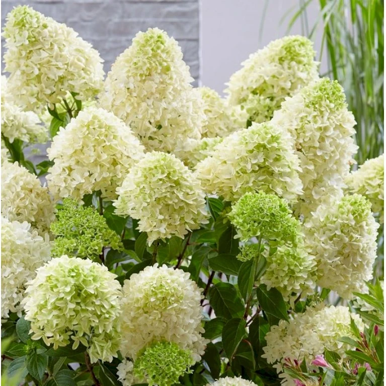 Syrénhortensia 'Skyfall' Hydrangea Paniculata 'Skyfall' Potte 3,0 Liter, 20-30 Cm. 2 Syrénhortensia 'Skyfall' Hydrangea Paniculata 'Skyfall' Potte 3,0 Liter, 20-30 Cm. - Billede 2