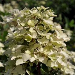 Syrén-hortensia 'Wims Red' Hydrangea Paniculata 'Wims Red' Potte 3,0 Liter,- 25-30 Cm. -Sirius Butik p35318 47367 hydrangea paniculata wims red b012