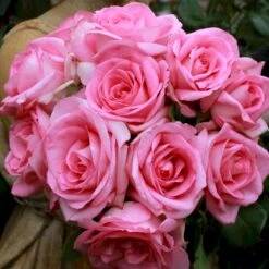 'Beverly'® Rosa X 'Beverly'® (Storblomstrende) A-Kvalitet,- Barrods Roser Min. 3 Grene -Sirius Butik p35321 53551 rosa x beverly storblomstrende 302a