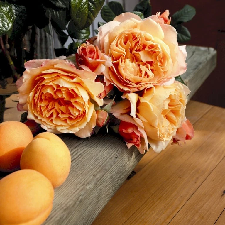 'Capri'® Rosa X 'Capri'® (Storblomstrende) A-Kvalitet,- Barrods Roser Min. 3 Grene 3 'Capri'® Rosa X 'Capri'® (Storblomstrende) A-Kvalitet,- Barrods Roser Min. 3 Grene - Billede 3