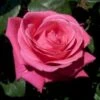 'Charisma' Rosa X 'Charisma' (Storblomstrende) A-Kvalitet,- Barrods Roser Min. 3 Grene