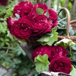 'Gospel'® Rosa X 'Gospel'® (Storblomstrende) A-Kvalitet,- Barrods Roser Min. 3 Grene 5 'Gospel'® Rosa X 'Gospel'® (Storblomstrende) A-Kvalitet,- Barrods Roser Min. 3 Grene -Sirius Butik p35326 53974 rosa x gospel storblomstrende dd8e