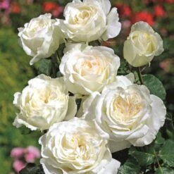 'Irina® Bondarenko' Rosa X 'Irina® Bondarenko' (Storblomstrende) A-Kvalitet,- Barrods Roser Min. 3 Grene