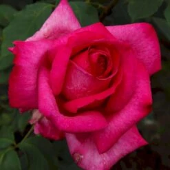 'Parole'® Rosa X 'Parole'® (Storblomstrende) A-Kvalitet,- Barrods Roser Min. 3 Grene -Sirius Butik p35329 53621 rosa x parole storblomstrende 6c49